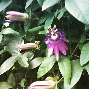 Passiflora